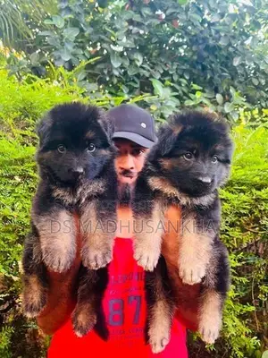 German Shepherd Long Coat Puppies