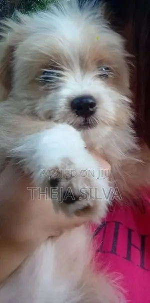 Shih Tzu Puppy