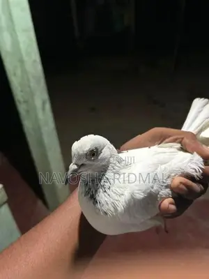 Pigeon