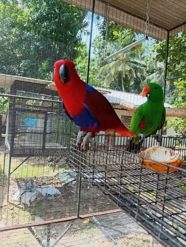 Eclectus Bird