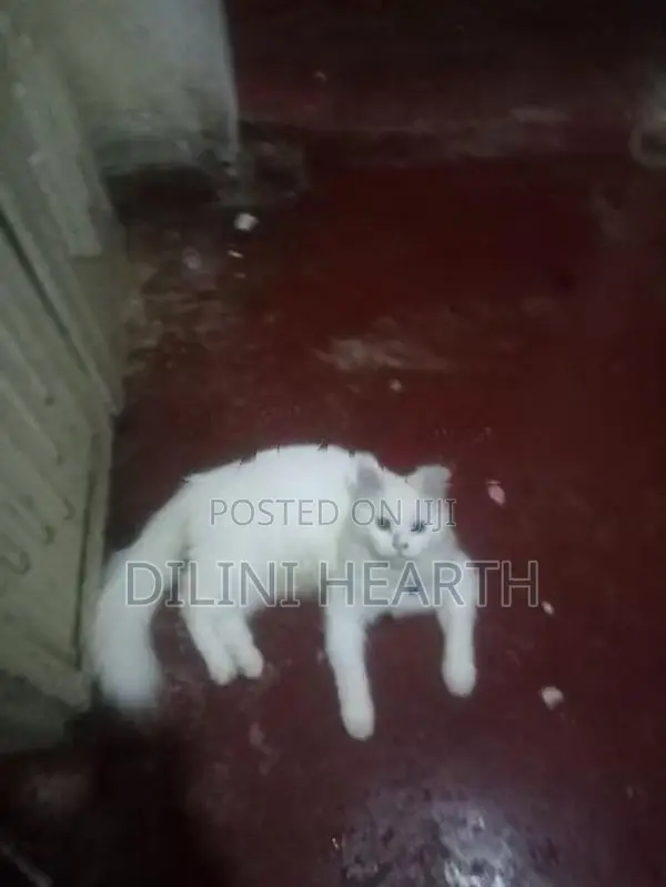 Persian Cat