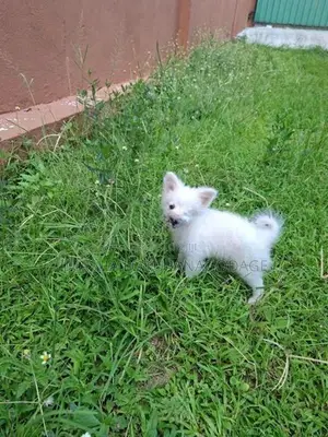 Lion Pomeranian Puppies