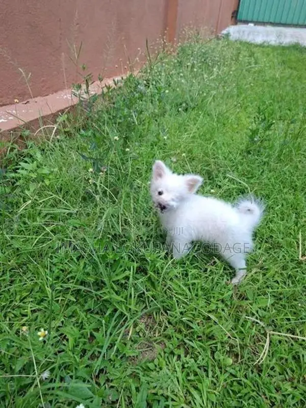 Lion Pomeranian Puppies