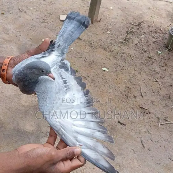 ඇස් සුදු අළු පැටියා
