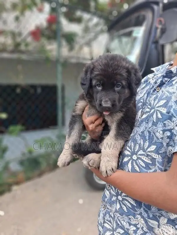German Shepad Puppys