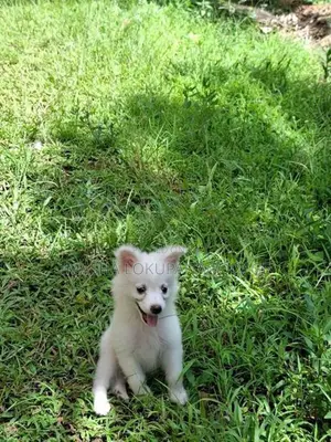 Lion Pomeranian Puppies