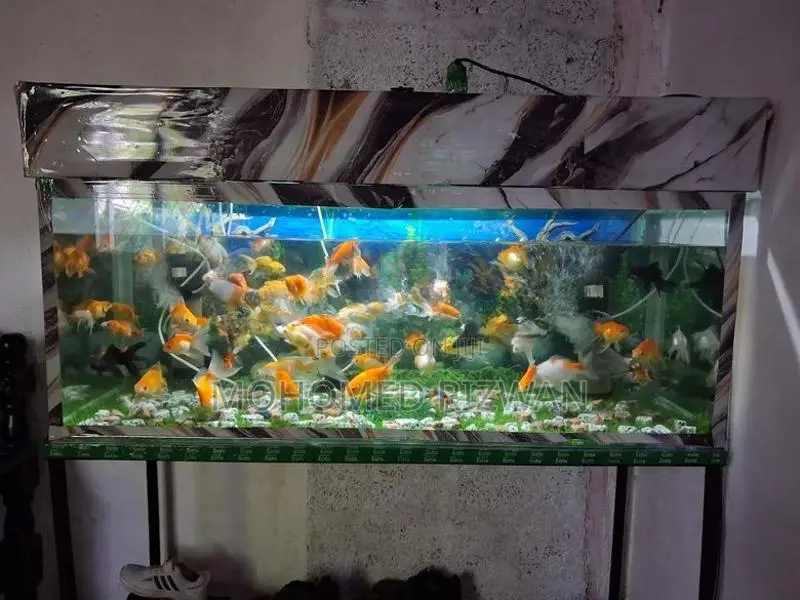 Fish Tank
