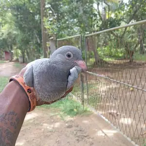 ඇස් සුදු අළු පැටියා