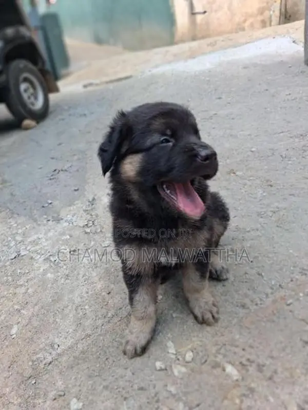German Shepad Puppys