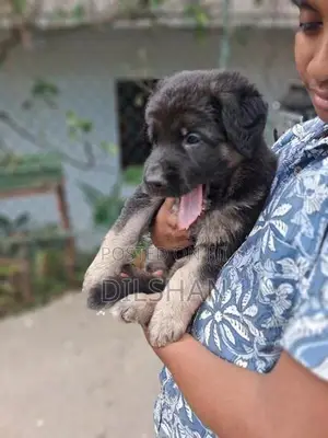 German Shepad Puppys