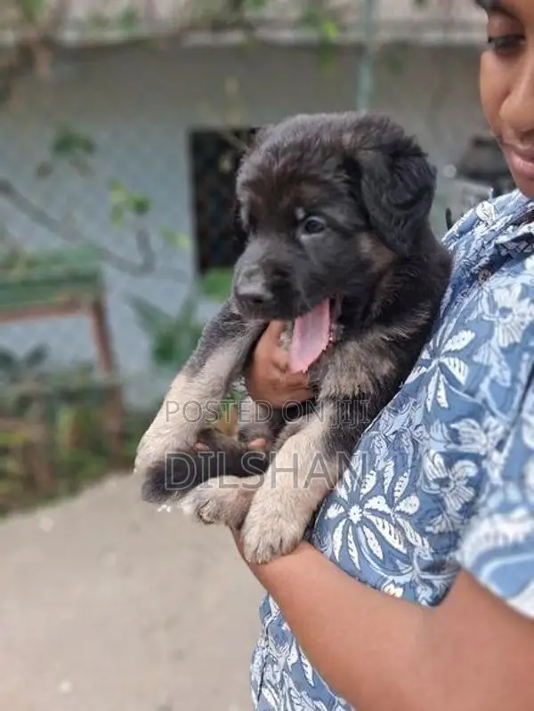 German Shepad Puppys