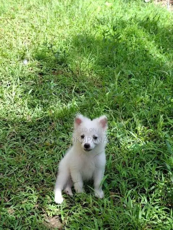 Lion Pomeranian Puppies