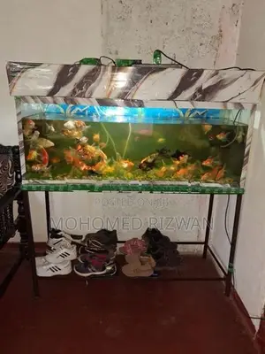 Fish Tank
