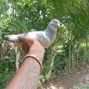 ඇස් සුදු අළු පැටියා