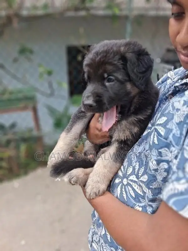 German Shepad Puppys