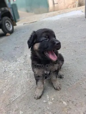 German Shepad Puppys