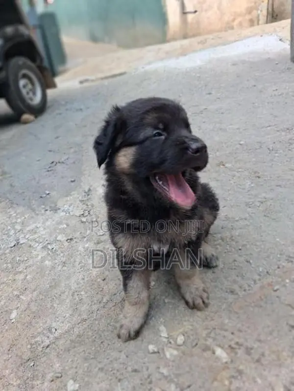 German Shepad Puppys