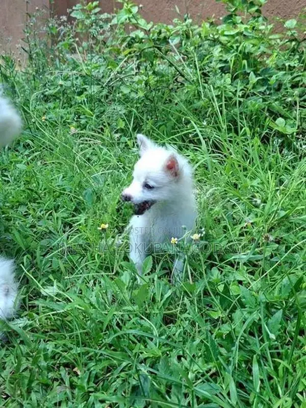 Lion Pomeranian Puppies