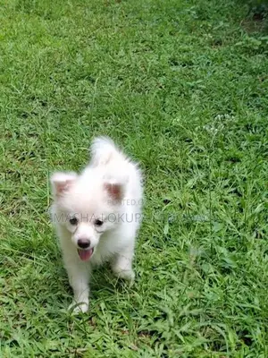 Lion Pomeranian Puppies