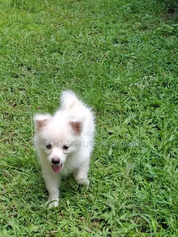 Lion Pomeranian Puppies