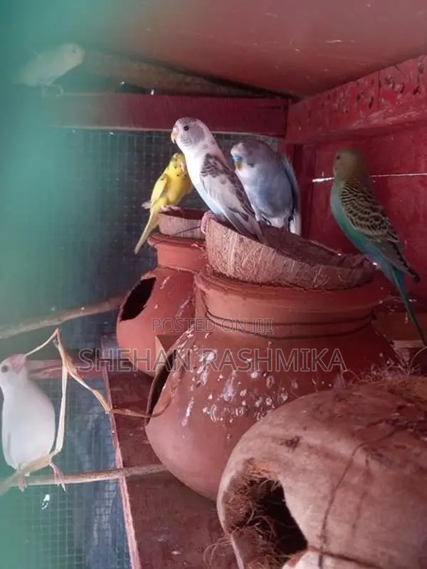 Love Birds