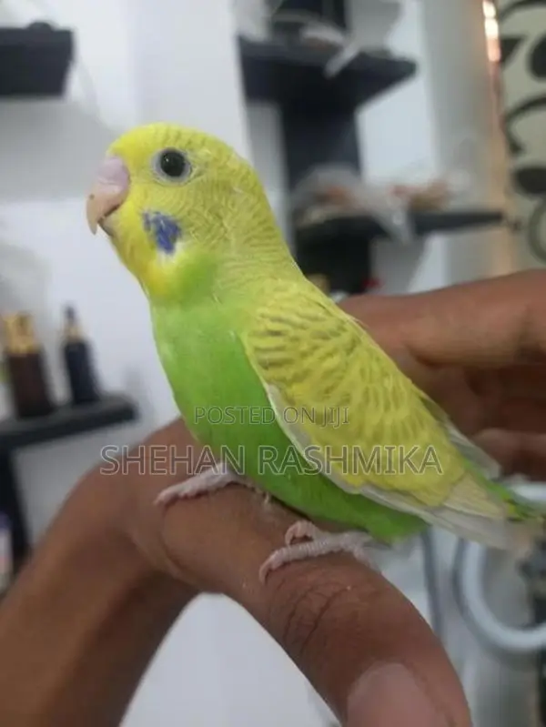 Love Birds