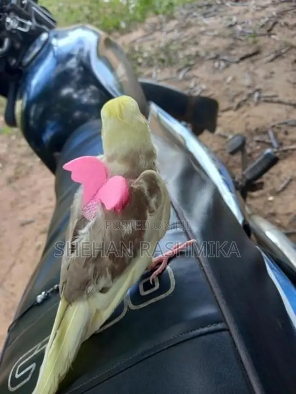 Love Birds