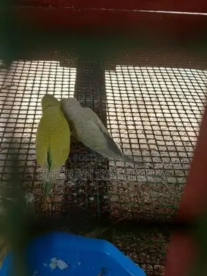 Love Birds