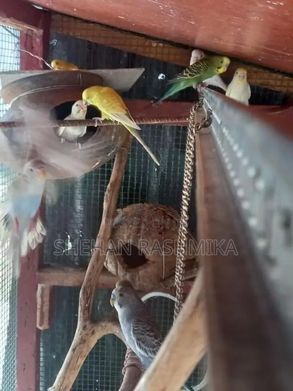 Love Birds