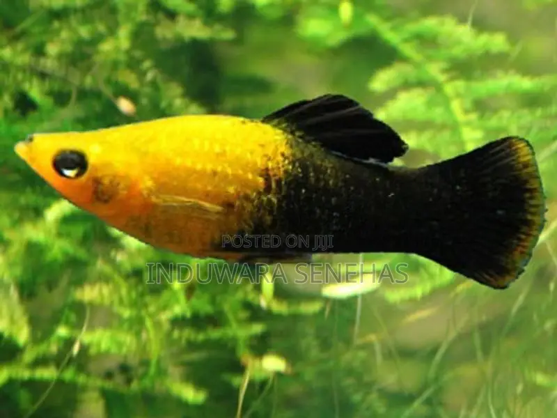 මොලී මසුන්