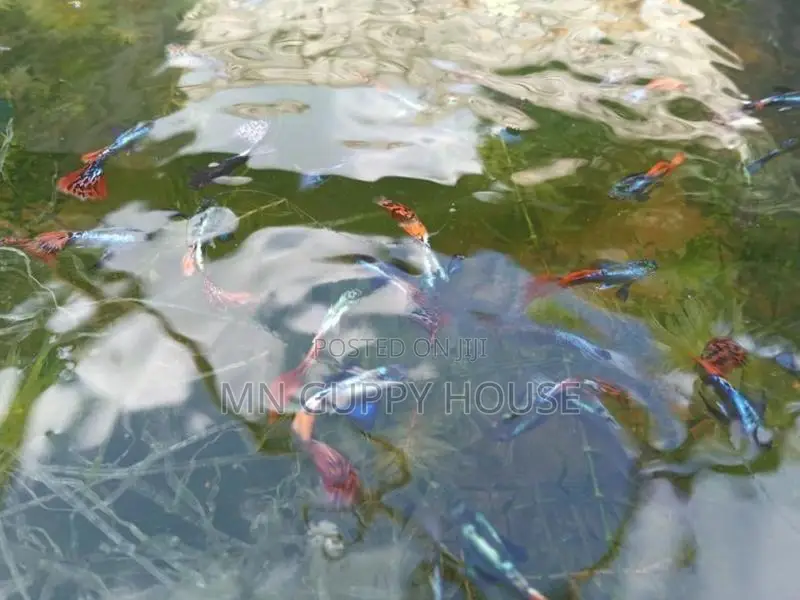 Guppy Fish - Elephant Ear