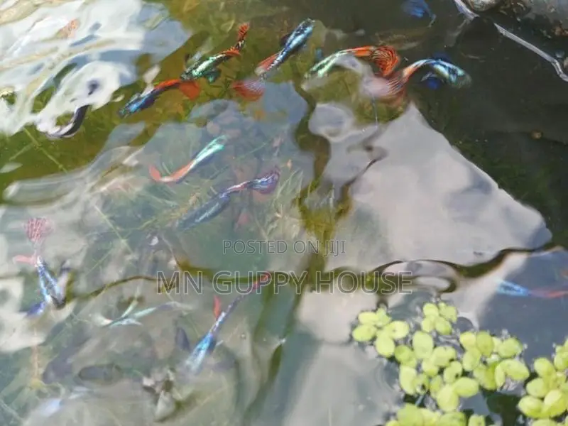 Guppy Fish - Elephant Ear