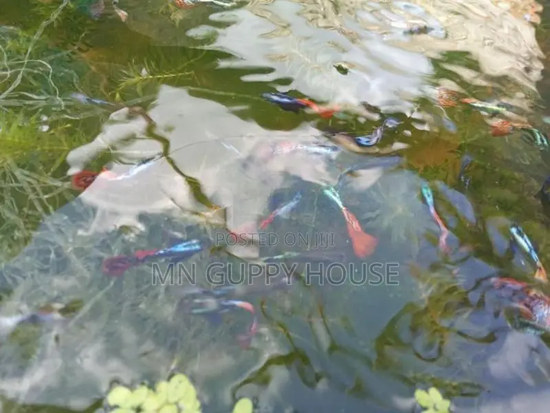 Guppy Fish - Elephant Ear