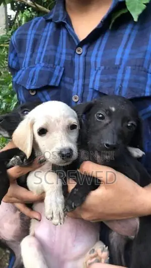 Labrador Mix Puppies