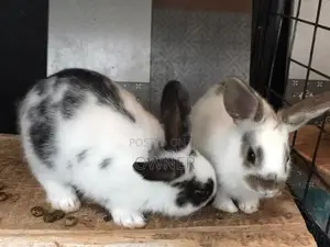 English spots bunnies