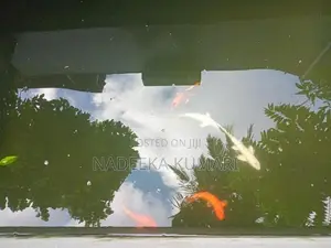 Koi Fish