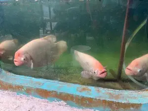 Jam Gurami Fish