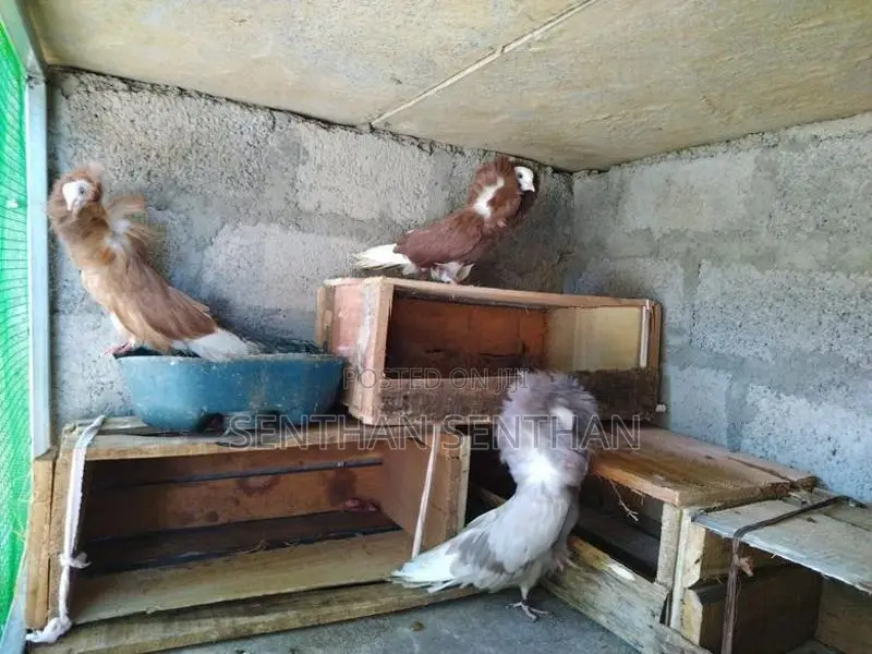 Pigeons