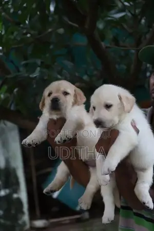 Labrador Puppies