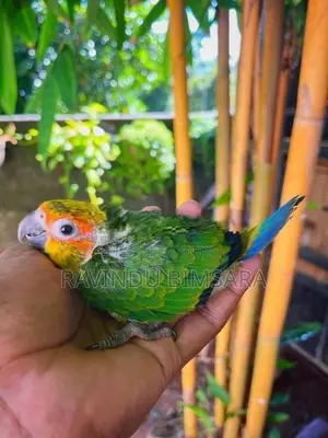 Sun Conure Chicks