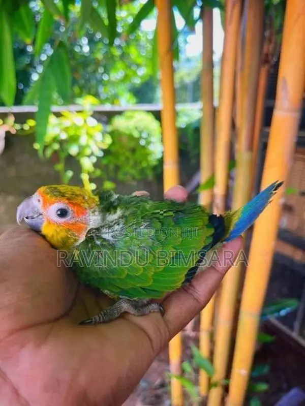 Sun Conure Chicks