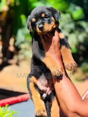 Purebred Rottweiler Puppies