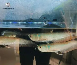 Silver Arowana