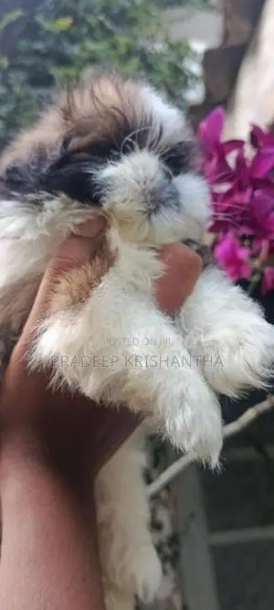 Shihtzu Puppies