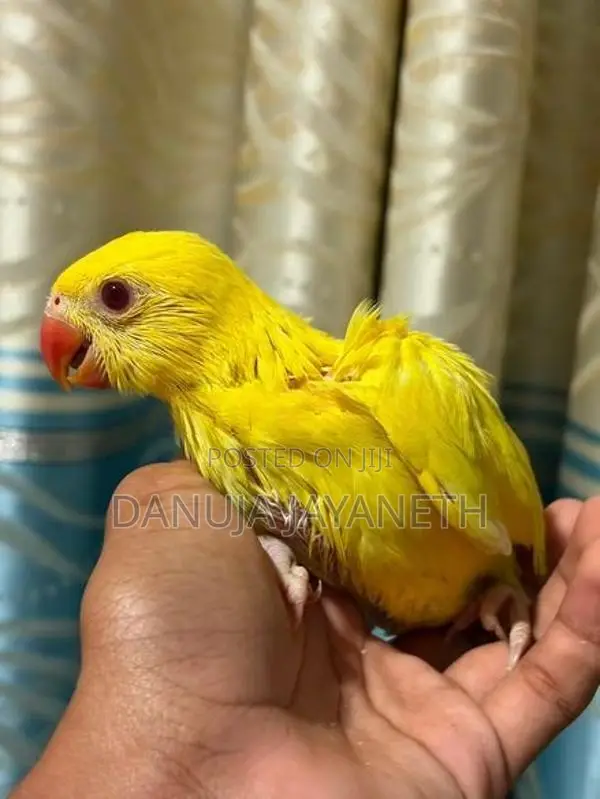 Yellow Ring Neck Baby