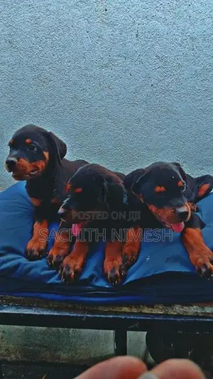 Rottweiler Puppies