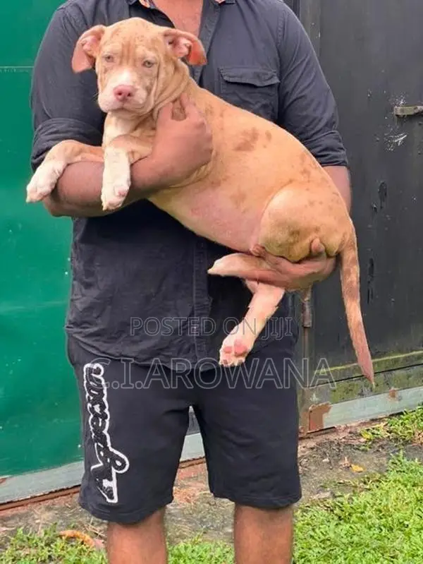 American Bully XL