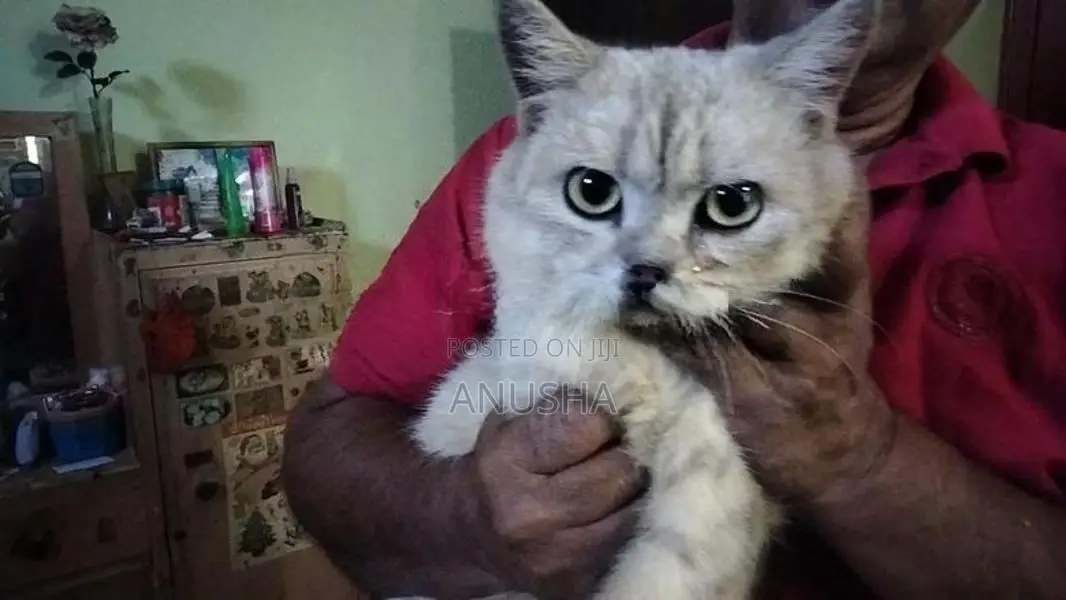 British Shorthair Male Cat