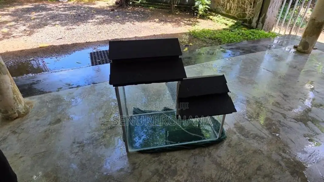 Fish Tank