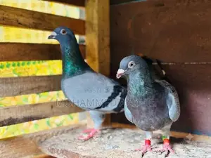 Homer Pigeon